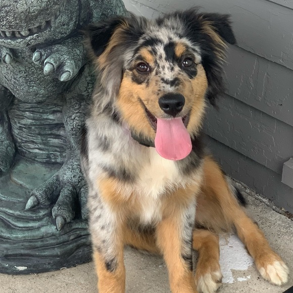 Meet your Posher, Samantha - Picture 1 of 1